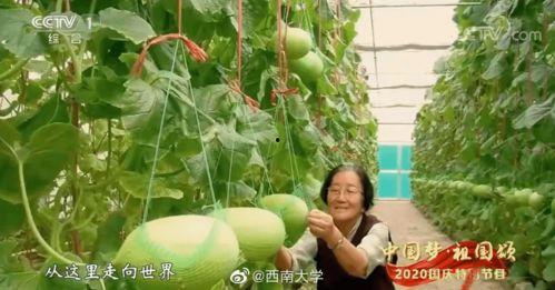 潮安教师吃瓜,揭秘校园背后的“瓜田”风云  第2张